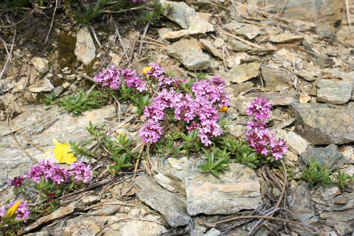 Thymus sp. da determinare -6